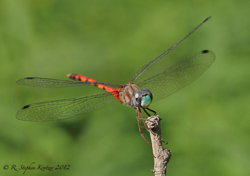 Sympetrum ambiguum, male